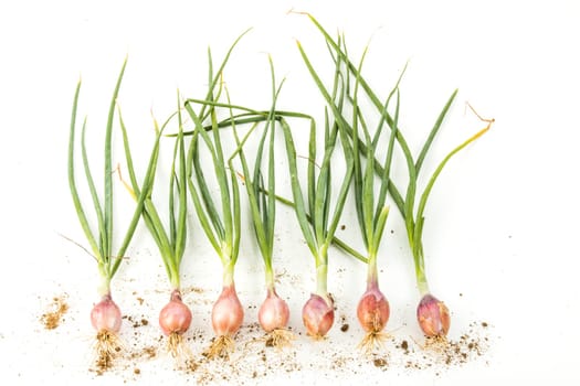 onions
