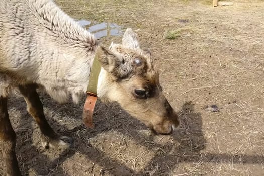 A reindeer in a paddock at the zoo.