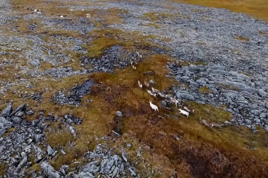 Reindeer run through the hills of the tundra. Natural reindeer herds.