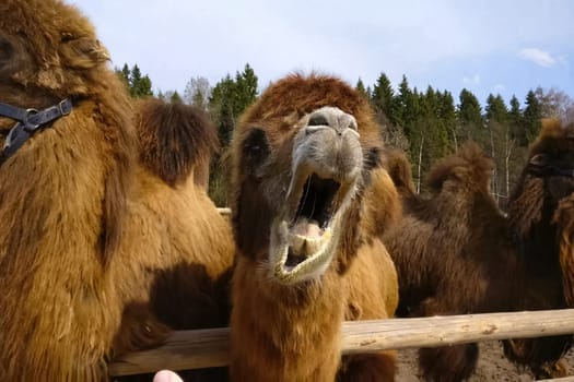 Camels in a paddock in an ethnopark. Hairy two-humped camels.