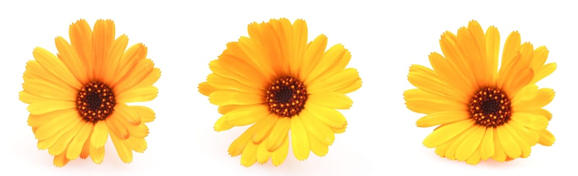 Beautiful Blossoming Yellow Marigold On White Background. Calendula Officinalis