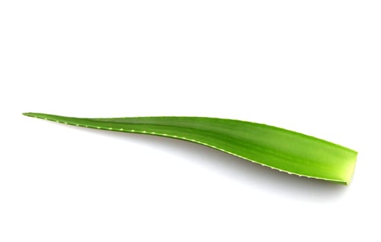 Aloe vera plant isolated on white background. Aloe vera is a succulent plant species of the genus Aloe. It is cultivated for agricultural and medicinal uses