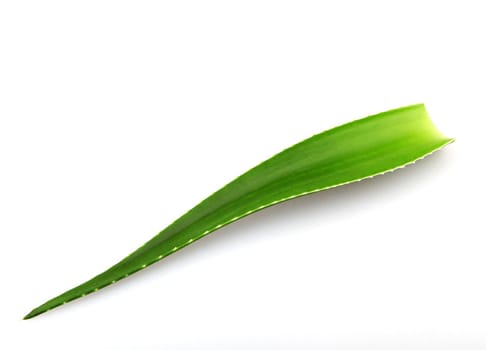 Aloe vera plant isolated on white background. Aloe vera is a succulent plant species of the genus Aloe. It is cultivated for agricultural and medicinal uses