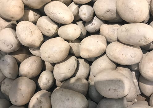Close-Up Of Ripe Potatoes. Healthy Fresh Food Background.
