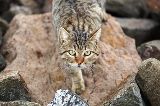 A photo of a cute cat by the sea