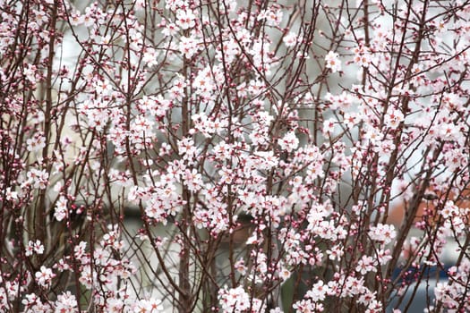 Image of spring blossom background