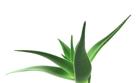Aloe vera plant isolated on white background. Aloe vera is a succulent plant species of the genus Aloe. It is cultivated for agricultural and medicinal uses