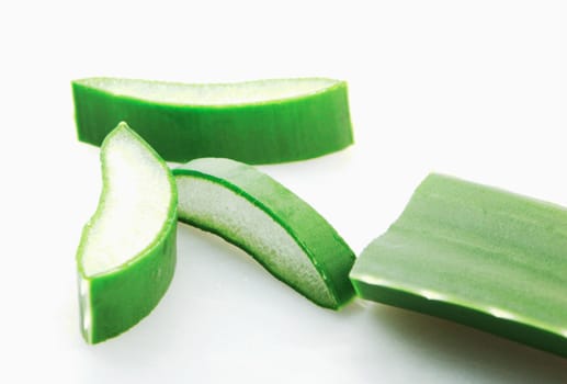 Aloe vera plant isolated on white background. Aloe vera is a succulent plant species of the genus Aloe. It is cultivated for agricultural and medicinal uses