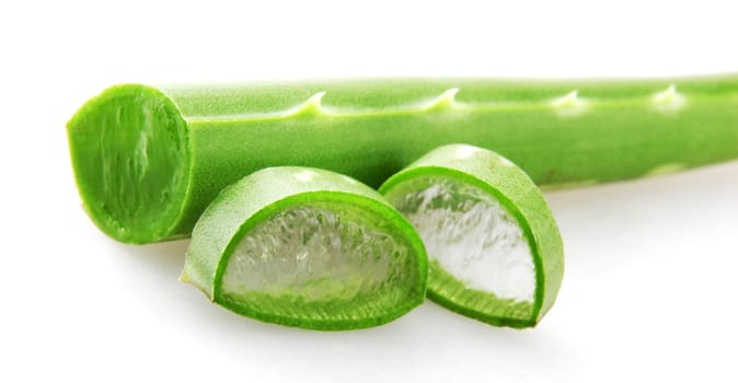 Aloe vera plant isolated on white background.