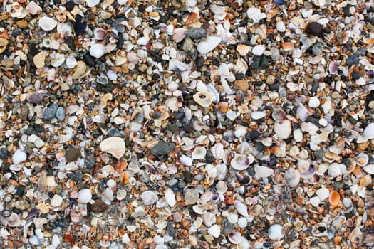Photo of sea shells background