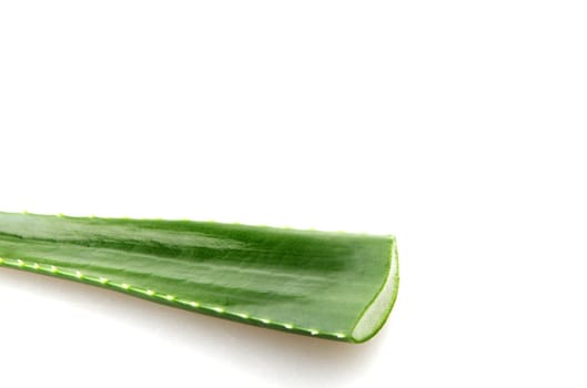 Aloe vera plant isolated on white background.