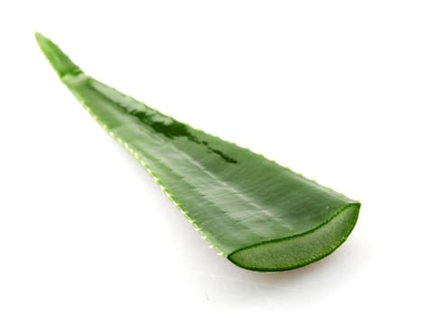 Aloe vera plant isolated on white background.