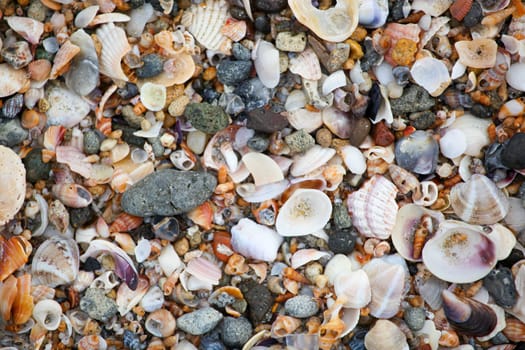 Photo of sea shells background