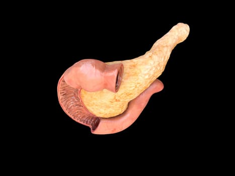Anatomy pancreas top view on black background, duodenum, 3D rendering