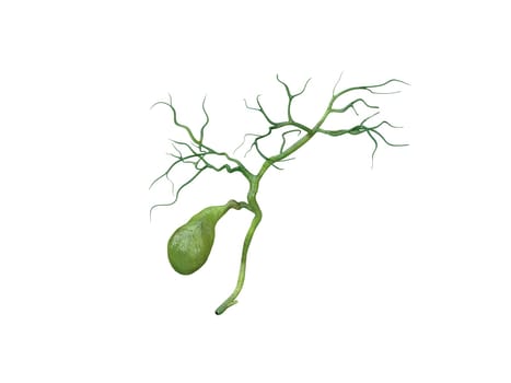 gallbladder anatomy isolated on white background, Human gallbladder connection to the bile ducts, pain, 3D rendering