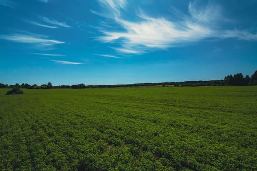 Expansive green field stretching to the horizon under a bright blue sky with wispy clouds. Peaceful rural landscape with lush vegetation and distant trees