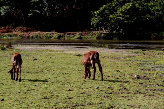 conde, bahia / brazil - march 27, 2013: calves are seen in pasture near the bed of the Itapicuru river in the city of Conde.