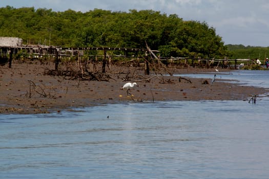conde, bahia / brazil - march 27, 2013: view of the Itapicuru River bed in the city of Conde..