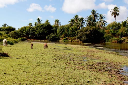 conde, bahia / brazil - march 27, 2013: calves are seen in pasture near the bed of the Itapicuru river in the city of Conde.