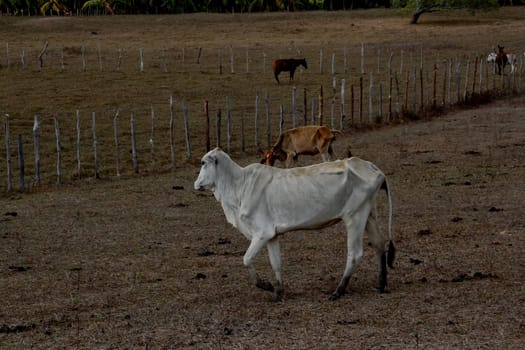conde, bahia / brazil - march 27, 2013: cow is seen in drought-prone pasture in the city of Conde.