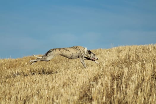 Spanish greyhound in mechanical hare race in the countryside