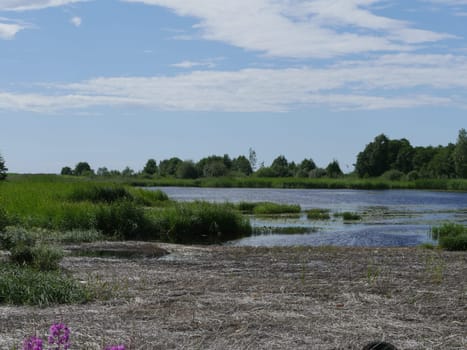 swampy lake shore summer landscape, dry reeds in the foreground