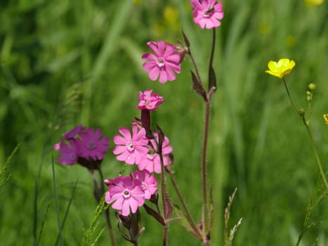 Wild flower Silene dioica on a green meadow close-up
