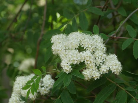 Flowering branch of mountain ash close to