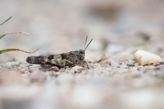 Close-up of a grashopper