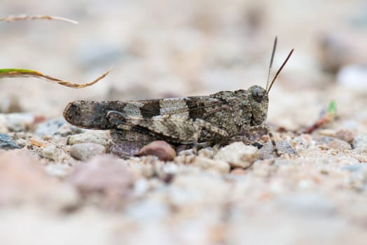Close-up of a grashopper