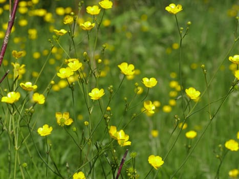 yellow flowers buttercup on a green meadow close-up