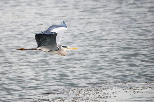 Grey heron flies over a pond in Luxembourg.