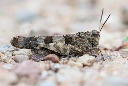 Close-up of a grashopper
