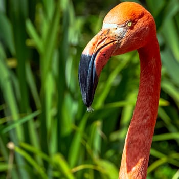 Phoenicopterus ruber known as American or Caribbean flamingo - Peninsula de Zapata / Zapata Swamp, Cuba