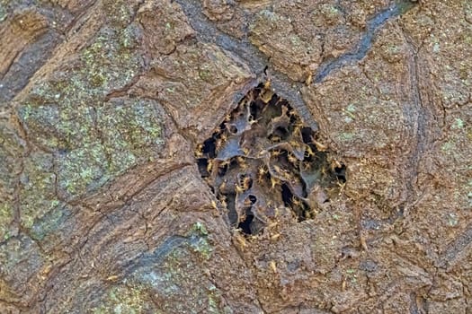Termites Repairing a Break in their Nest in the Amazon Rain Forest near Alta Floresta, Brazil