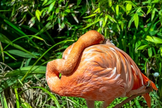 Phoenicopterus ruber known as American or Caribbean flamingo - Peninsula de Zapata / Zapata Swamp, Cuba