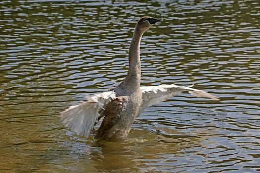 Young swan Cygnus olor spreads its wings