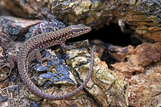 Male wall lizard Podarcis muralis in the Hirschacker nature reserve