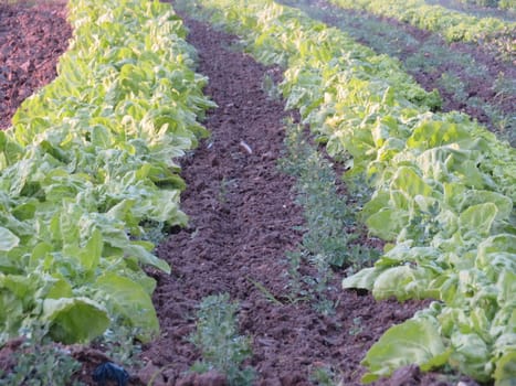 lettuce natural salad fresh healthy green delicious vegan vitamins