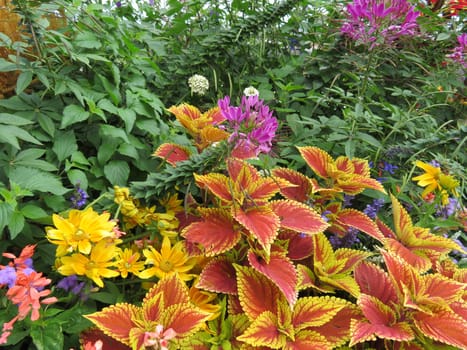 beautiful naturally colored flowers different fresh luminous aromatics