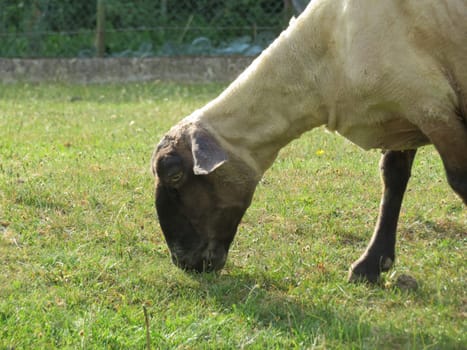sheep domestic animal wool milk beautiful grass meat