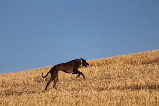 Spanish greyhound in mechanical hare race in the countryside