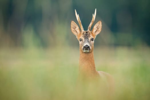 Curious roe deer, capreolus capreolus, watching on meadow in summer nature. Wondering mammal with antlers observing on field with copy space. Wild animal looking to the camera.
