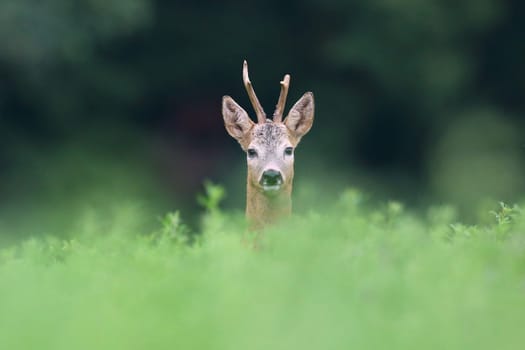 Roe deer, capreolus capreolus, buck peeping from grass in summertime nature. Male animal with antlers looking to the camera on grassland. Wild mammal watching on field from close up.