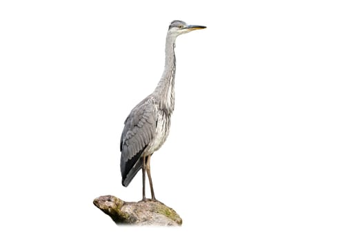 Alert grey heron, ardea cinerea, sitting on bough isolated on white. Attentive wild bird with long legs and beak standing on a stump from side view cut out on blank.