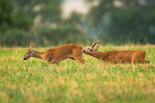 Courtship of male and female roe deer, capreolus capreolus, in pairing season. Buck sniffing doe with nose and following her on stubble field in summer rain at sunset.