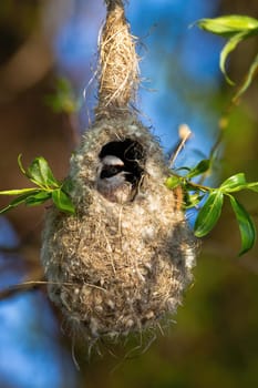 Eurasian penduline tit, remiz pendulinus, hiding in nest and peeking out through entrance hole. Bird with gray plumage and black stripe over eye observing in summer nature at sunrise.