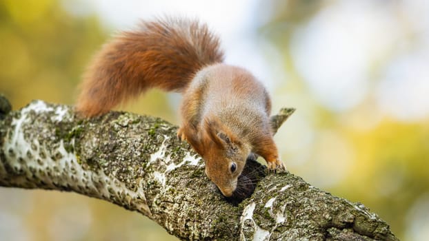 Interested red squirrel, sciurus vulgaris, sniffing on branch in autumn. Little red mammal with bushy tail exploring on bough with moss. Curious wild animal sitting on twig in woodland.