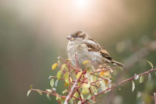 Little house sparrow, passer domesticus, sitting on branch in autumn nature. Cute brown bird resting on bough with copy space. Feathered songbird looking on twig with sunlight in background.