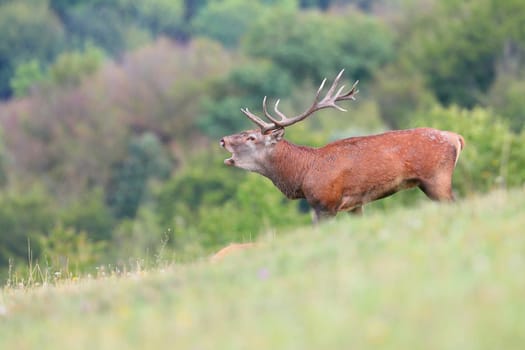 Impressive red deer, cervus elaphus, roaring on meadow in autumn nature. Proud stag calling on grassland from side. Wild mammal bellowing in rutting season.